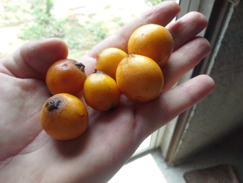 Misperos, the newest fruit I've tried from the back row Saturday market (delicious! a little like peaches but no fuzz, big seeds inside)